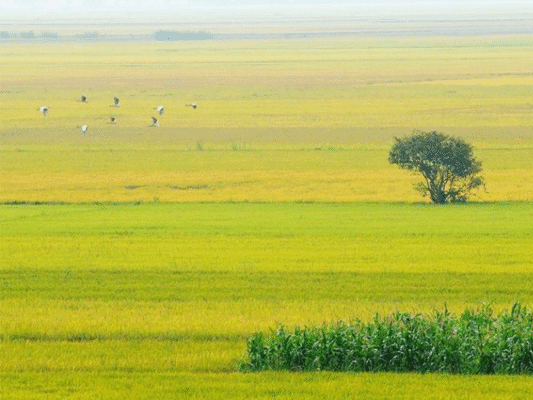 Tôm Khô Miền Tây