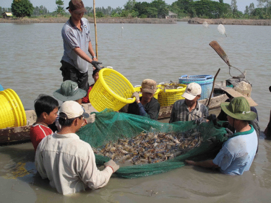 Tôm Khô Miền Tây